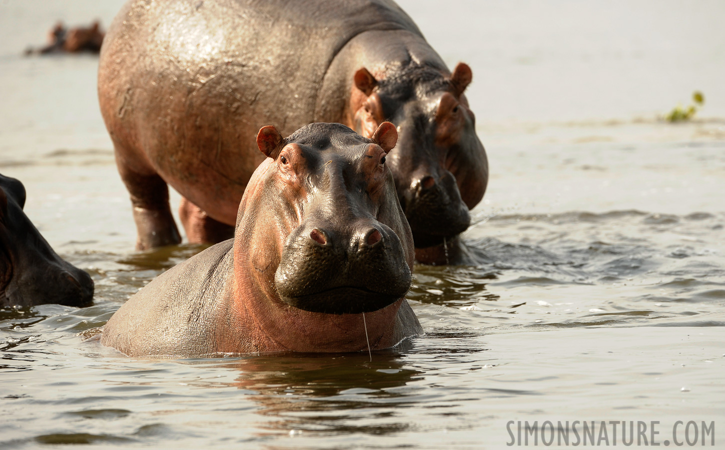 Hippopotamus amphibius amphibius [400 mm, 1/640 sec at f / 7.1, ISO 800]